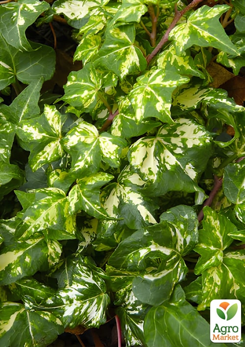 Плющ строкатий "Golden Jutte" контейнер Р9