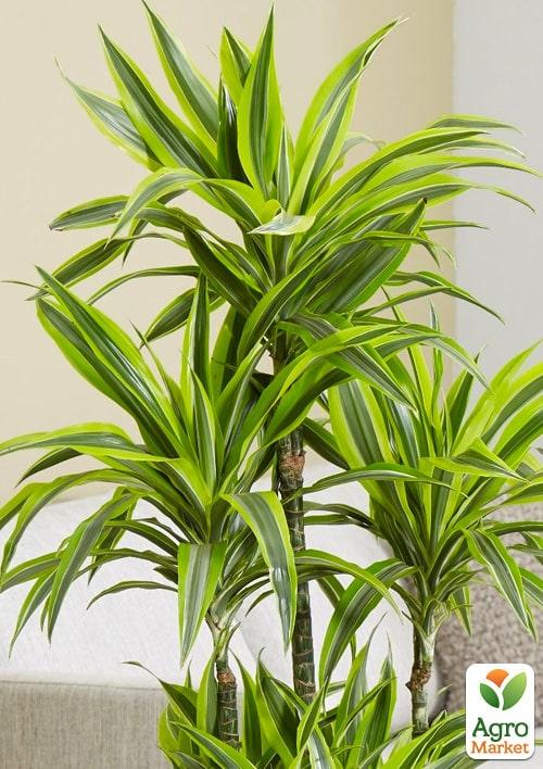 Драцена "Fragrans" - фото 4
