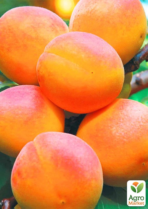 Абрикос "NJA 19"  укорененный в контейнере (саженец 2 года) - фото 4