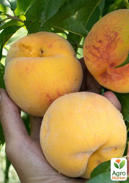 Персик "T-1 Вулкан"