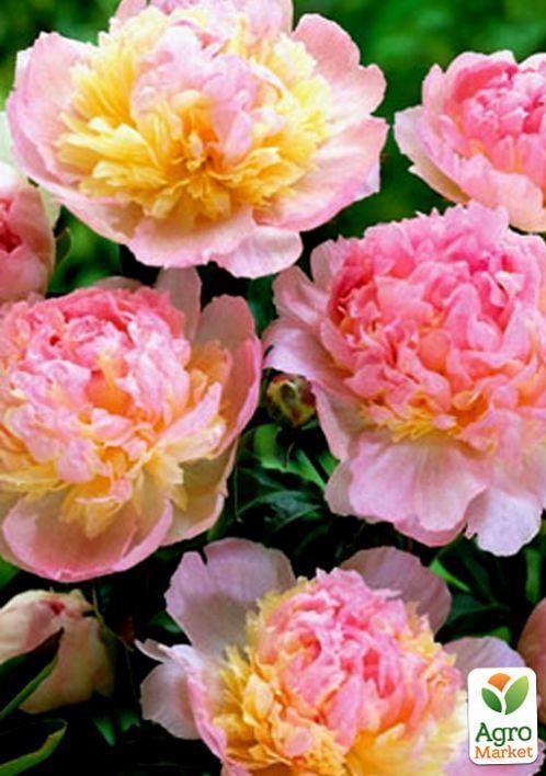 Півонія трав'яниста "Raspberry Sundae" 1шт в упаковці