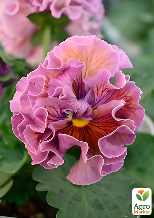 Виола Виттрока "Болеро Фиолетовый закат" ТМ "Vesna Exclusive" 10шт - фото 2