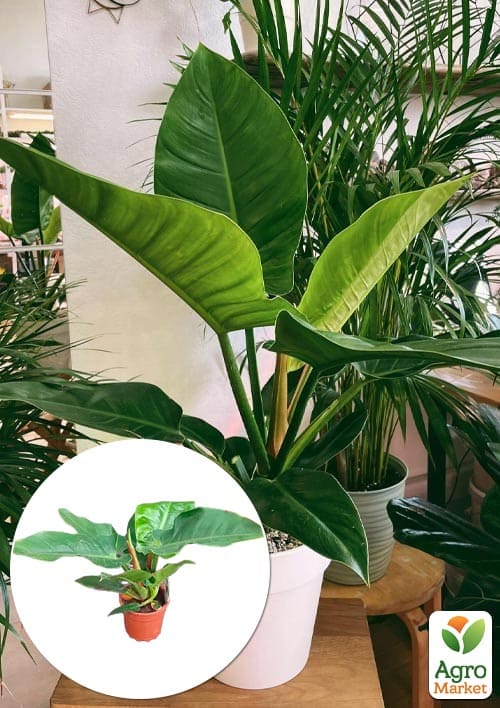 LMTD Филодендрон "Imperial Green" высота 30-40см