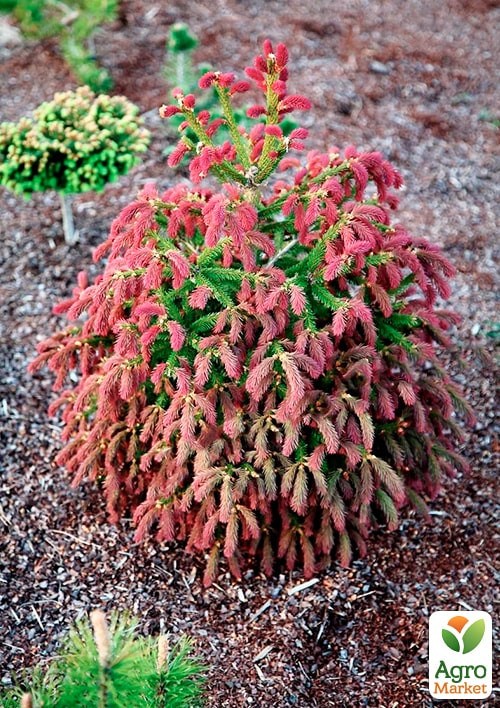 Ель 3-х летняя карликовая "Rydal"  высота 15-20см - фото 2