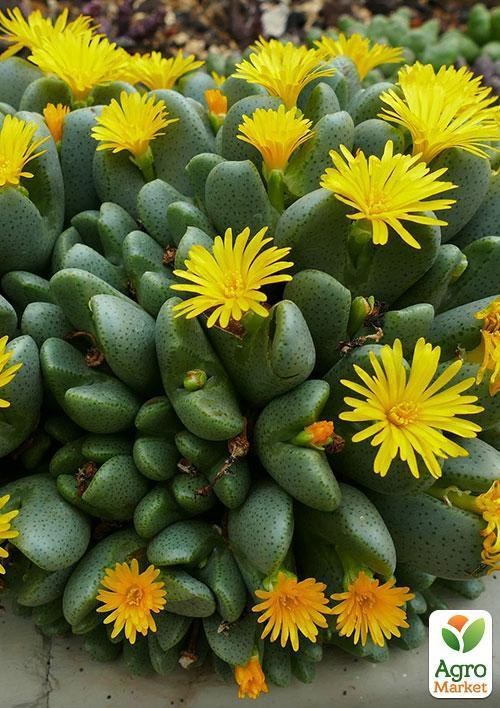 Літопс суміш "Зайчики" ТМ "Vesna Exclusive" 30шт - фото 7