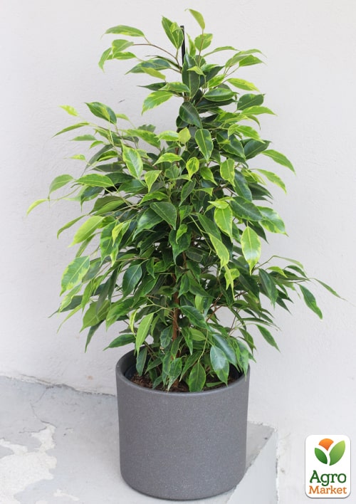 LMTD Фикус Бенджамина "Anastasia" (высота 50-70см) - фото 6