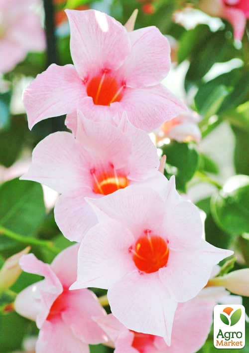 Дипладения (Mandevilla) "Classic Cream Pink" (цветущая лиана) - фото 6