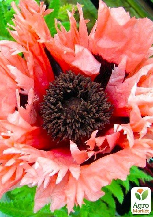 Мак "Pink Ruffles"