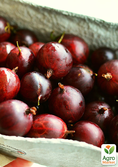 Крыжовник "Салют" (средний срок созревания)