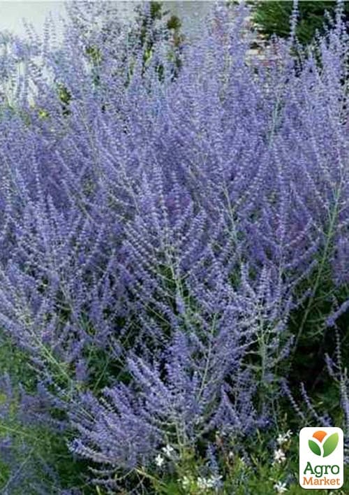 Перовския лебедолистная "Blue Steel" вазон С2 - фото 2