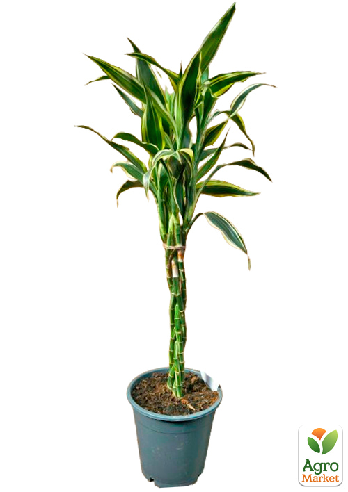 LMTD Драцена переплетенная "Sanderiana" (высота 40-50см) - фото 5