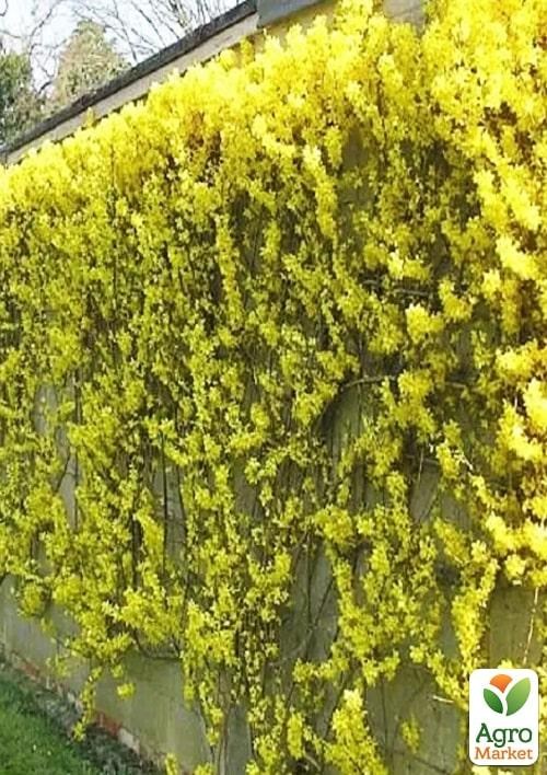 Форзиція корейська "Kumson" - фото 3