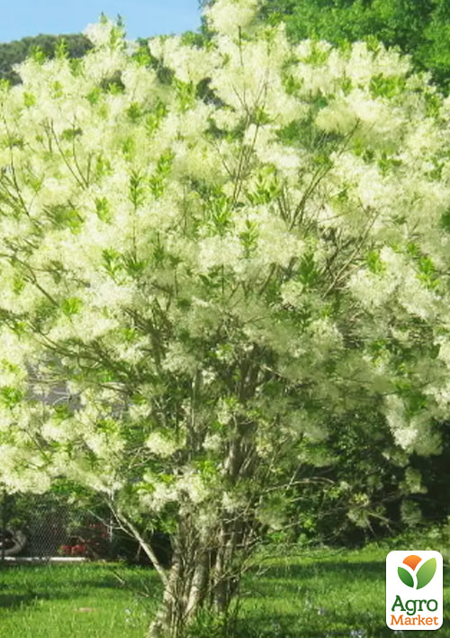 Софора японская (лечебное и медоносное дерево), Р9 - фото 3