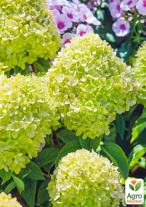 Гортензия метельчатая "Mojito" 