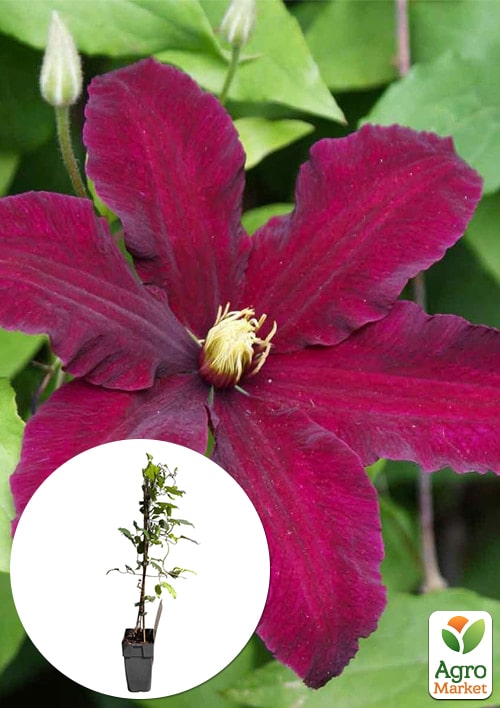 LMTD Клематис 2-х летний "Niobe" (высота 40-60 см)