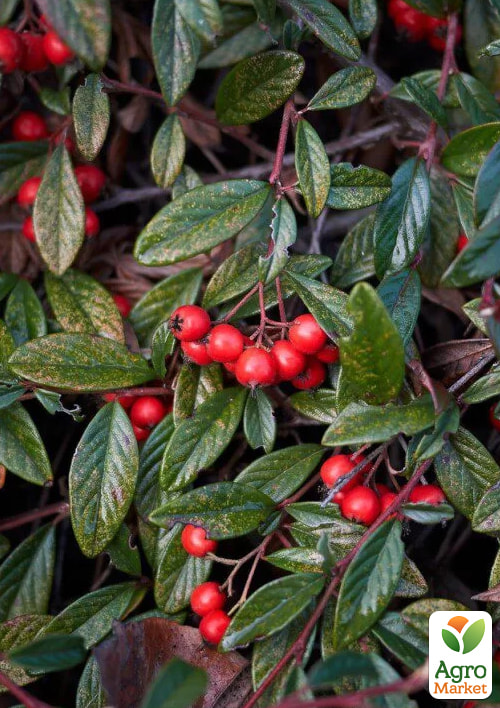 Кизильник иволистный "Parkteppich", С2 - фото 3