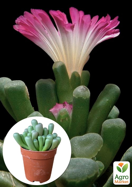 Літопси "Живі Камені" (Frithia Pulchra)