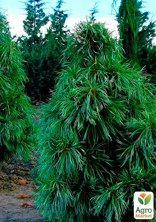 Сосна "Корейський кедр" (Pinus koraiensis) горщик P9 - фото 2