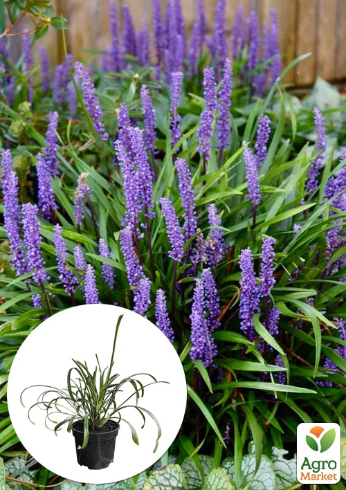 Ліріопе "Big Blue" вазон С2, висота 20-40см