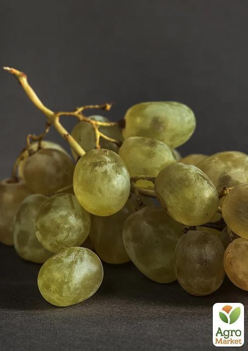 Виноград "Сонячні краплі" - фото 2