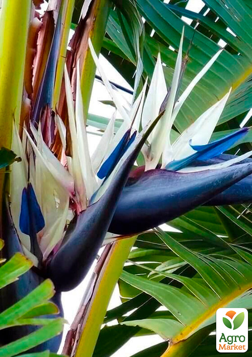 Стрелиция Гигантская "Nicolai" (высота 80-100см) - фото 2