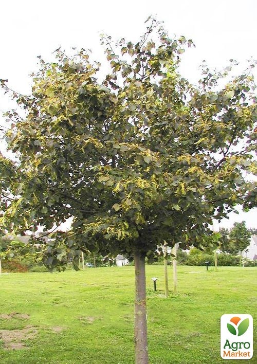 Липа дрібнолиста лікувальна "Грін Глоб" висота 50-100см