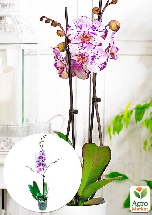 Орхідея (Phalaenopsis) "Magic Art"