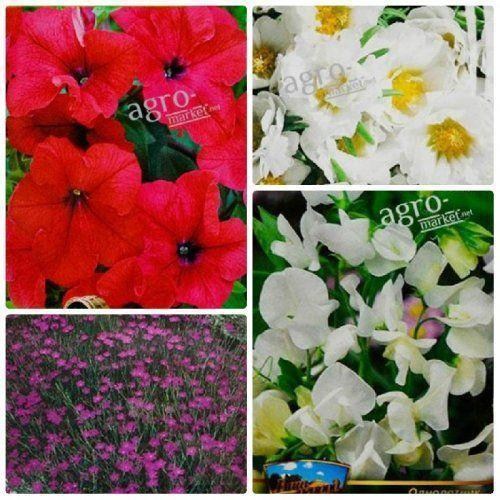 Комплект семян цветов "Улыбка солнца" 5уп