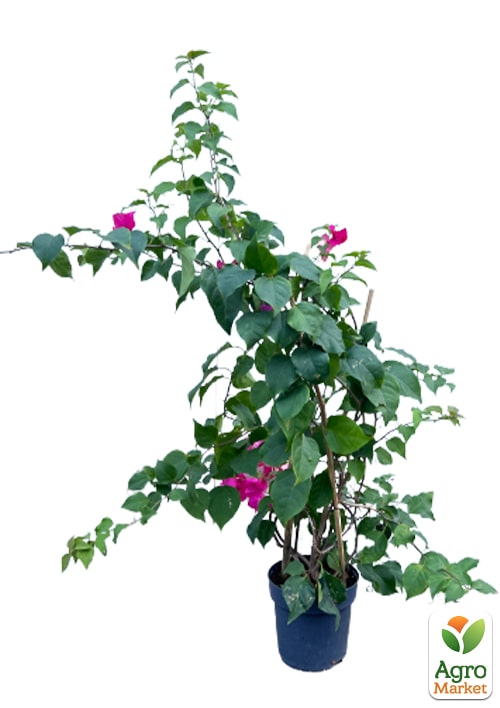 LMTD Бугенвиллия 5-и летняя "Александра" (высота 120-130см) - фото 5