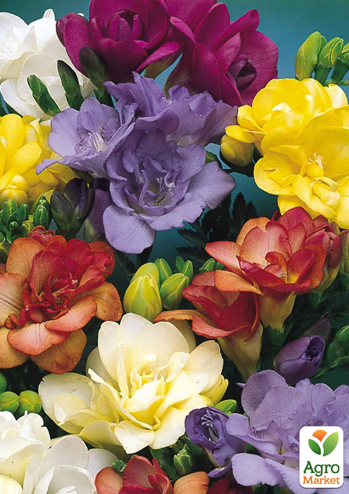 Фрезия "Mix"  - фото 4