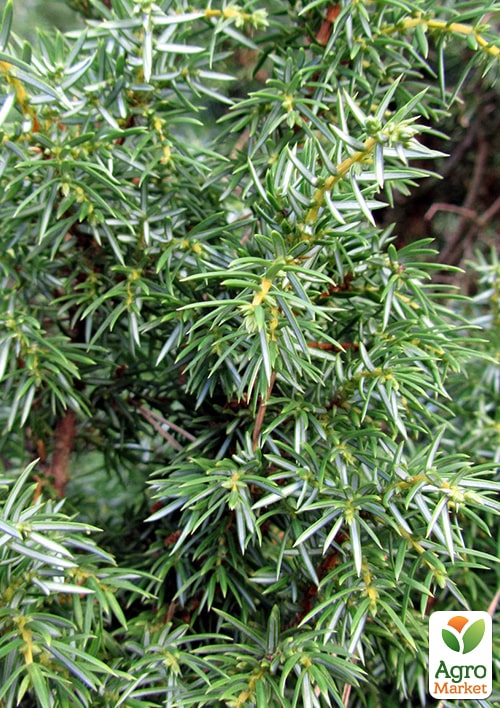 Можжевельник обыкновенный "Suecica" контейнер P9 - фото 5