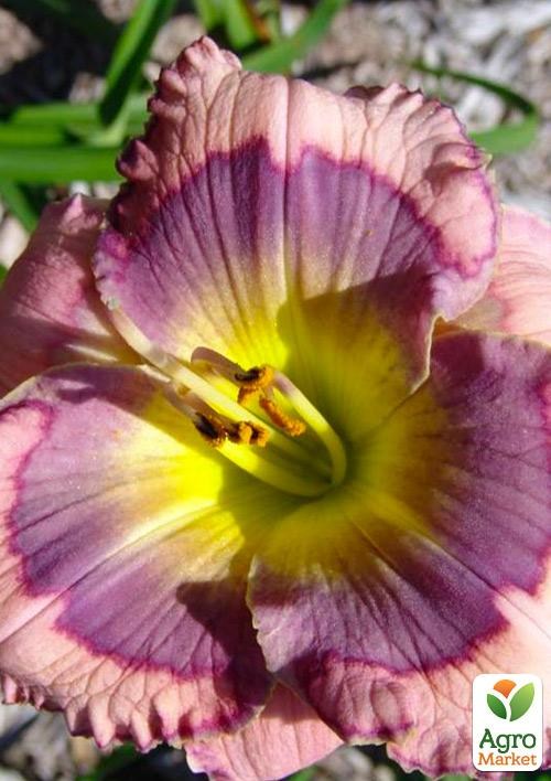 Лилейник "Blue Beat" 