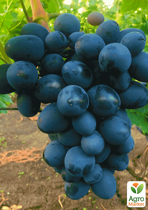 Виноград "Посланник" (крупный, сладкий, морозостойкий)