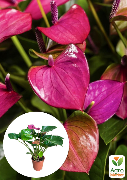 Антуриум (Anthurium) "Baby Purple"