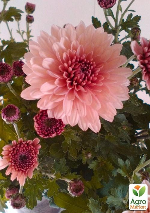 Хризантема мультифлора "Branfountain Salmon"