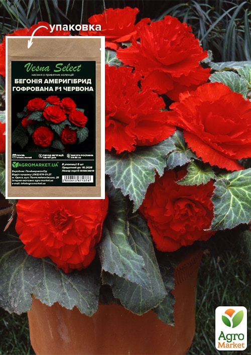 Бегония "Америгибрид гофрированная F1 красная" ТМ "Vesna Select" 5шт