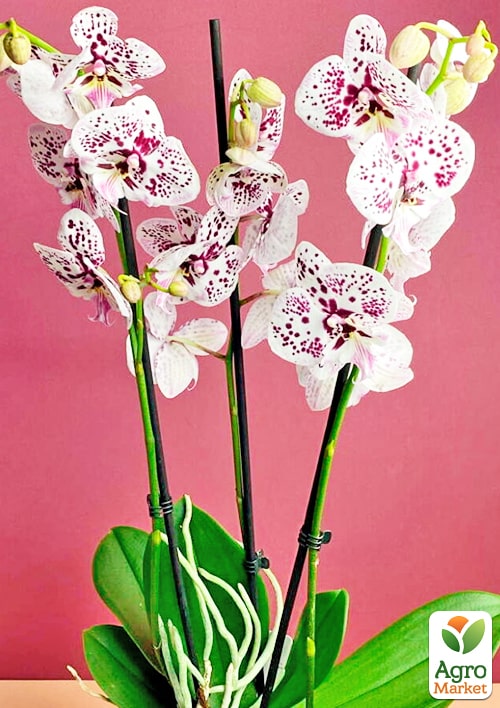 Орхідея (Phalaenopsis) "Cascad Leo" висота 35-45см - фото 7