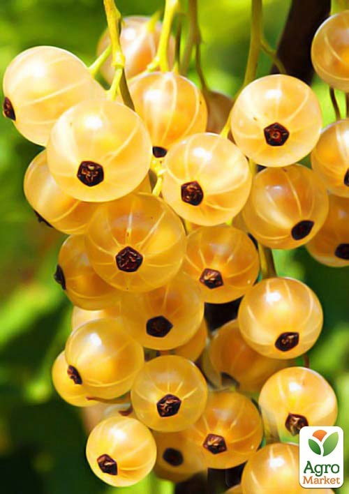 Порічка (смородина) жовта "Імператорська" (середньо-ранній термін дозрівання, високоврожайний сорт)