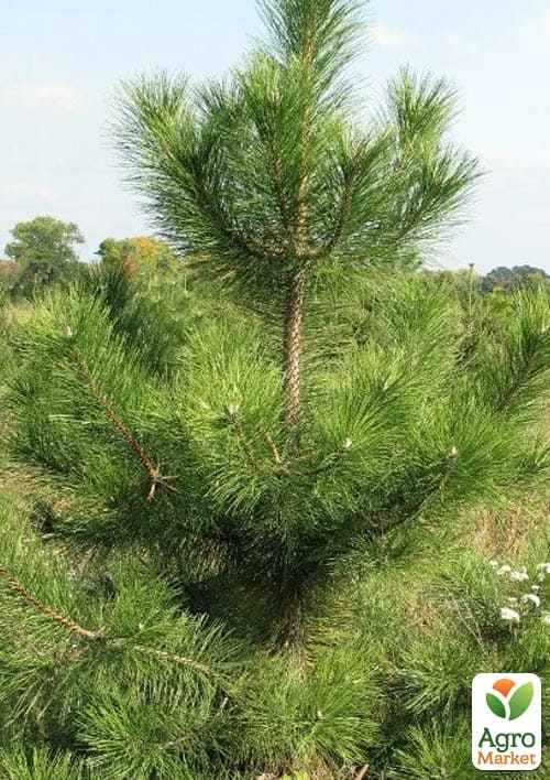 Сосна "Крымская" (ком/сетка), высота 150см - фото 2