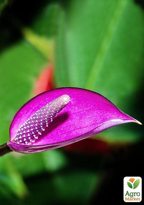 Антуріум Флорине "Фламінго" (Anthurium Fiorino) дм 14 см вис. 50 см