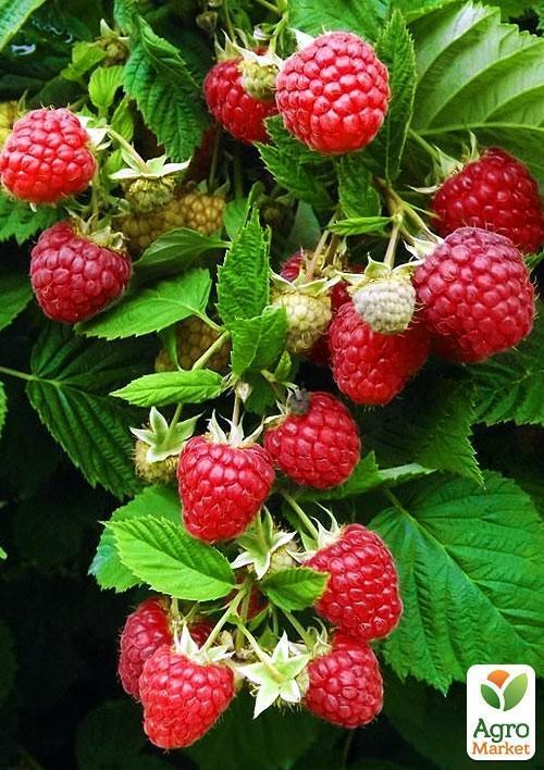 Малина "Глен Файн" (Glen Fyne) (среднеранний срок созревания, слабошипный сорт)