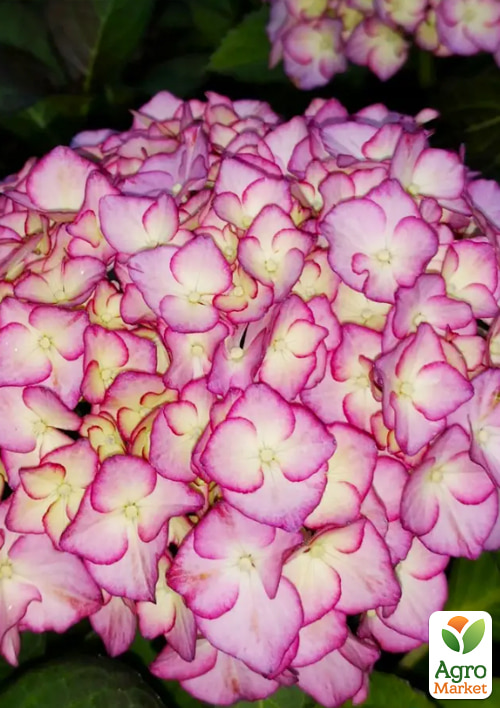 Гортензія крупнолиста "Adula Lila"