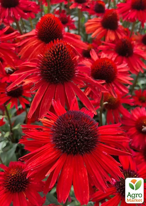 Эхинацея "Kismet Red"