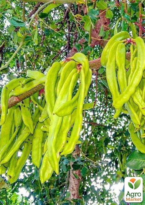 Кероб (Ріжкове дерево)