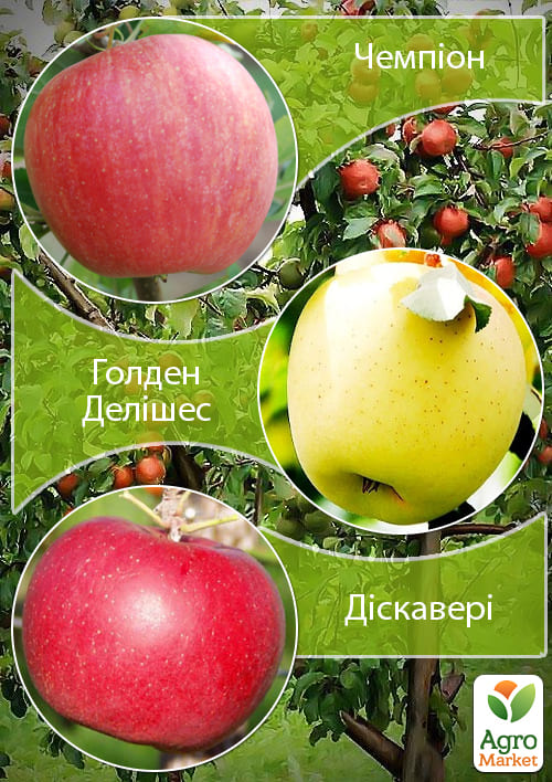 Дерево-сад Яблоня "Голден+Дискавери+Чемпион" 