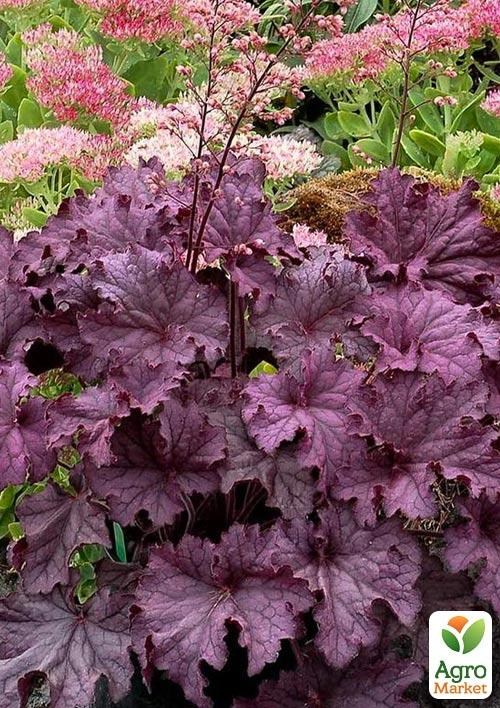 Гейхера 3-х летняя "Amethyst Myst" (высота 20-40см) - фото 3