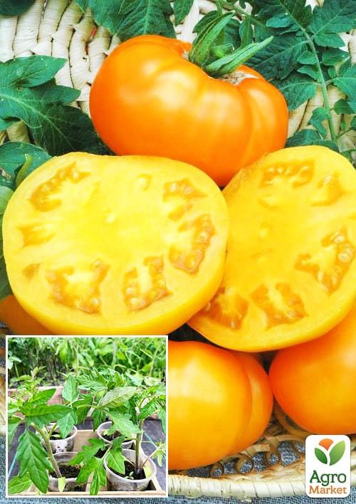 Розсада Томат Мікадо «Жовтий» (фермерське вирощування), 1шт в упаковці