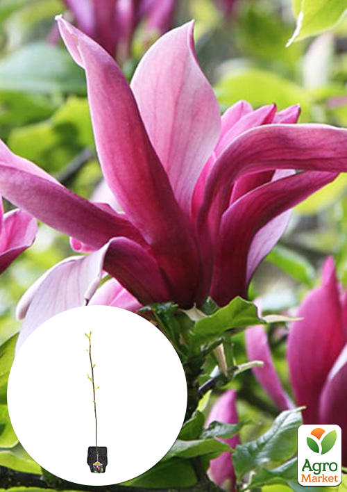 Магнолия 4-х летняя лилиецветная "Nigra" (высота 110-150см)