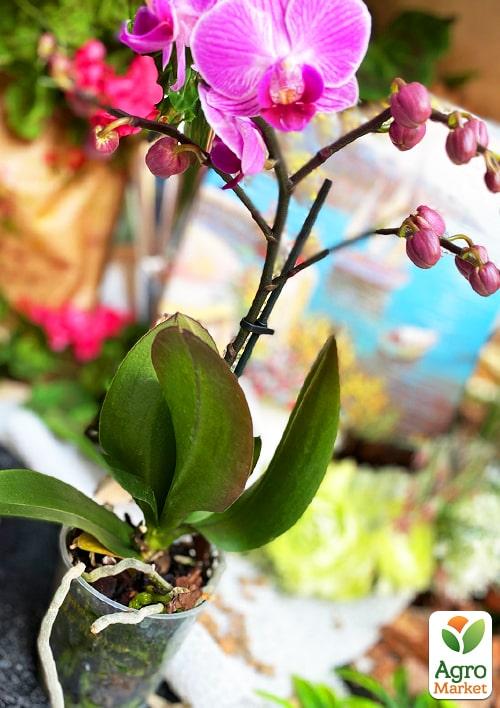 Орхидея Мини (Phalaenopsis) "Tiger" - фото 7