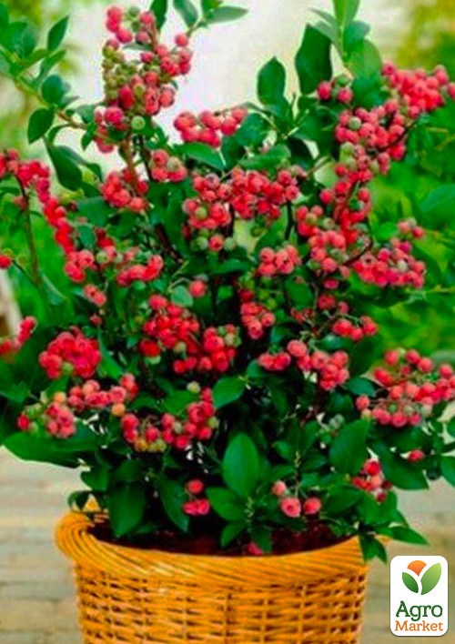 Лохина 2-х річна рожева "Pink Blueberry" вазон С3